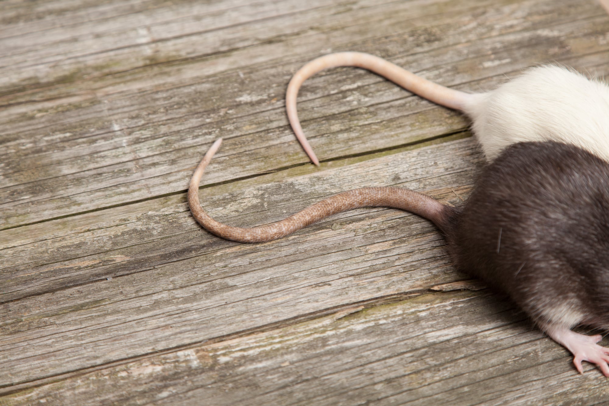 Rat tails on wooden table