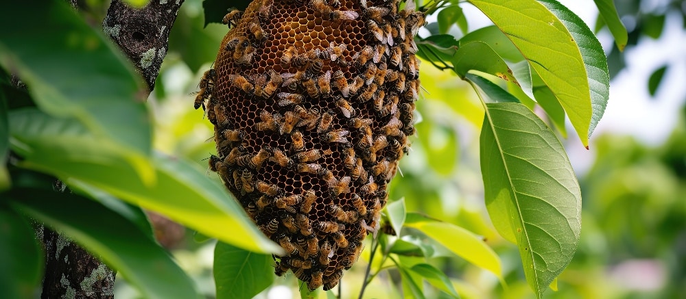 Bee's Nest