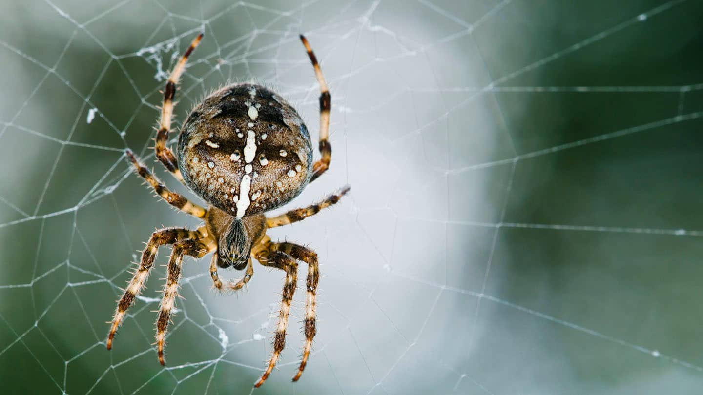 Garden Spiders 