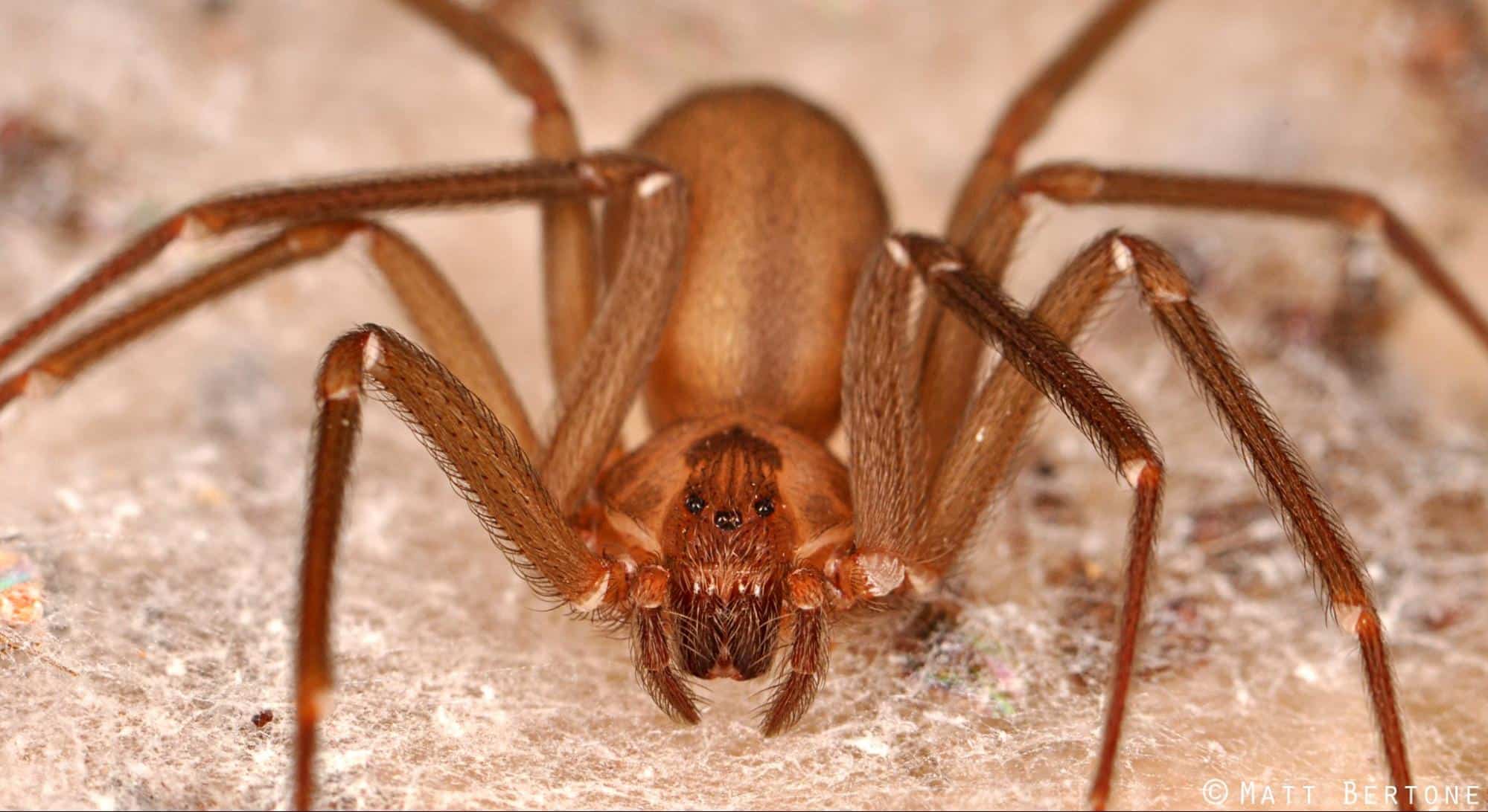 Brown Recluse Spiders 