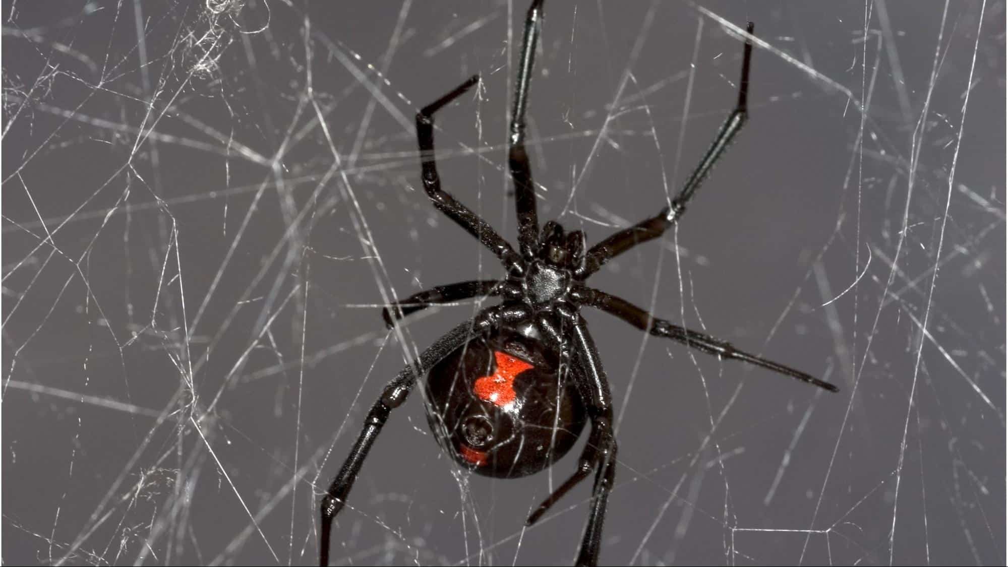 Black Widow Spiders 