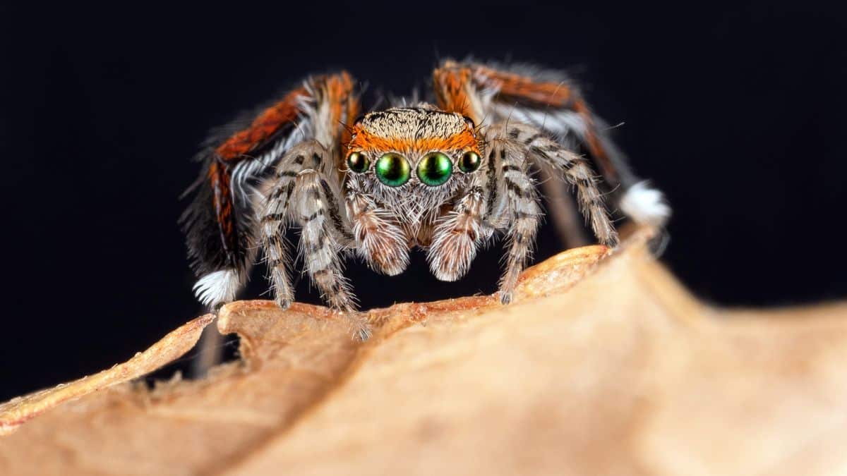 Jumping Spiders