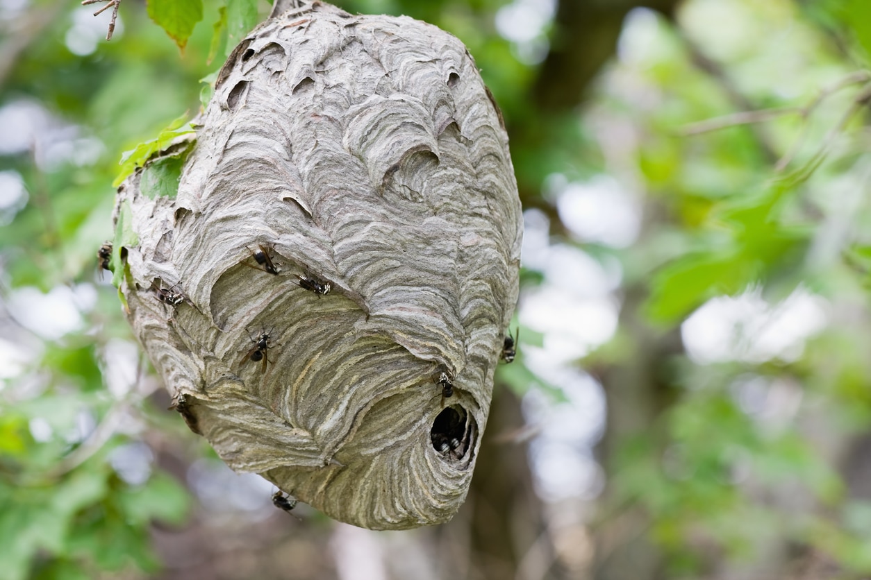 Hornet Bee or Wasp Nest Identification Guide