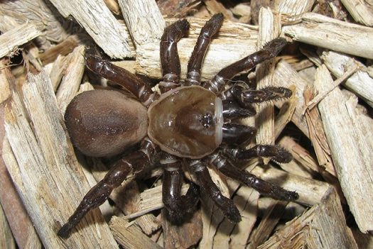 Trapdoor Spiders 