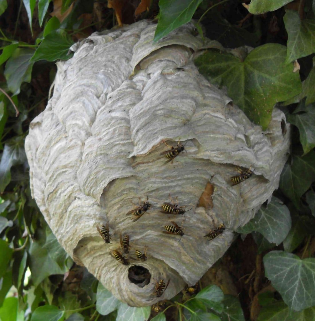 Wasp Nests