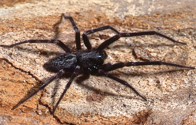 House Spiders 