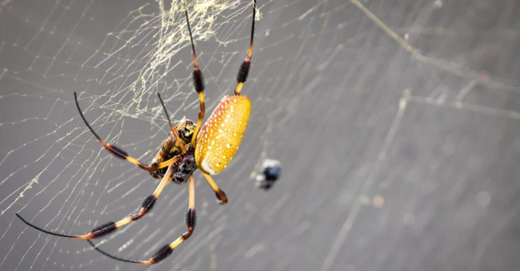 Banana Spiders 