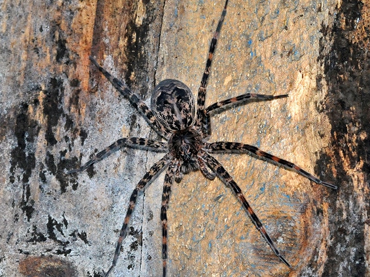 Fishing Spiders 