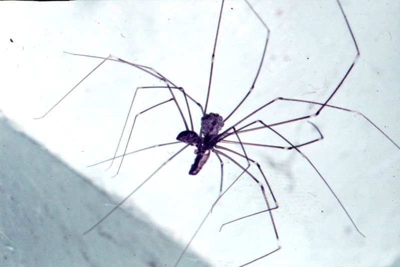 Daddy Long Legs