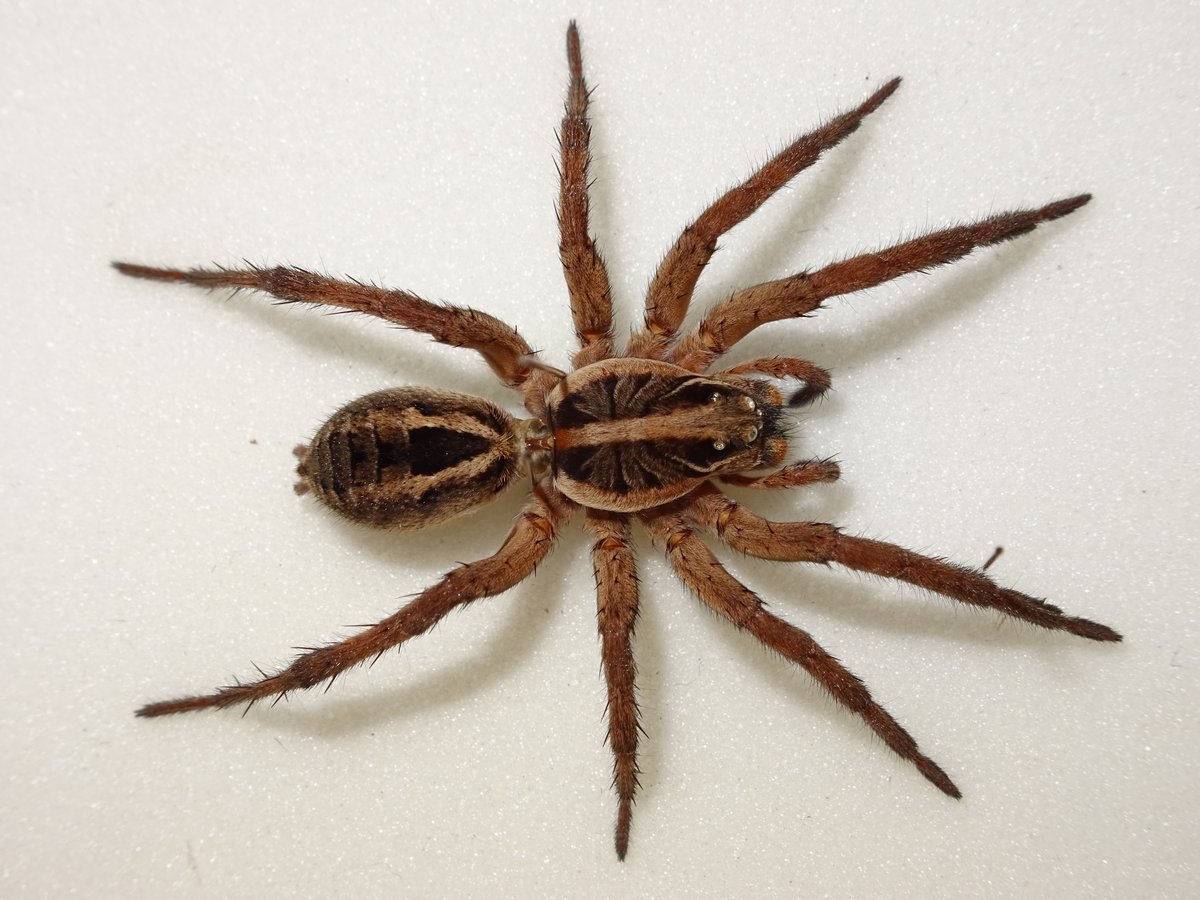 Wolf Spiders 