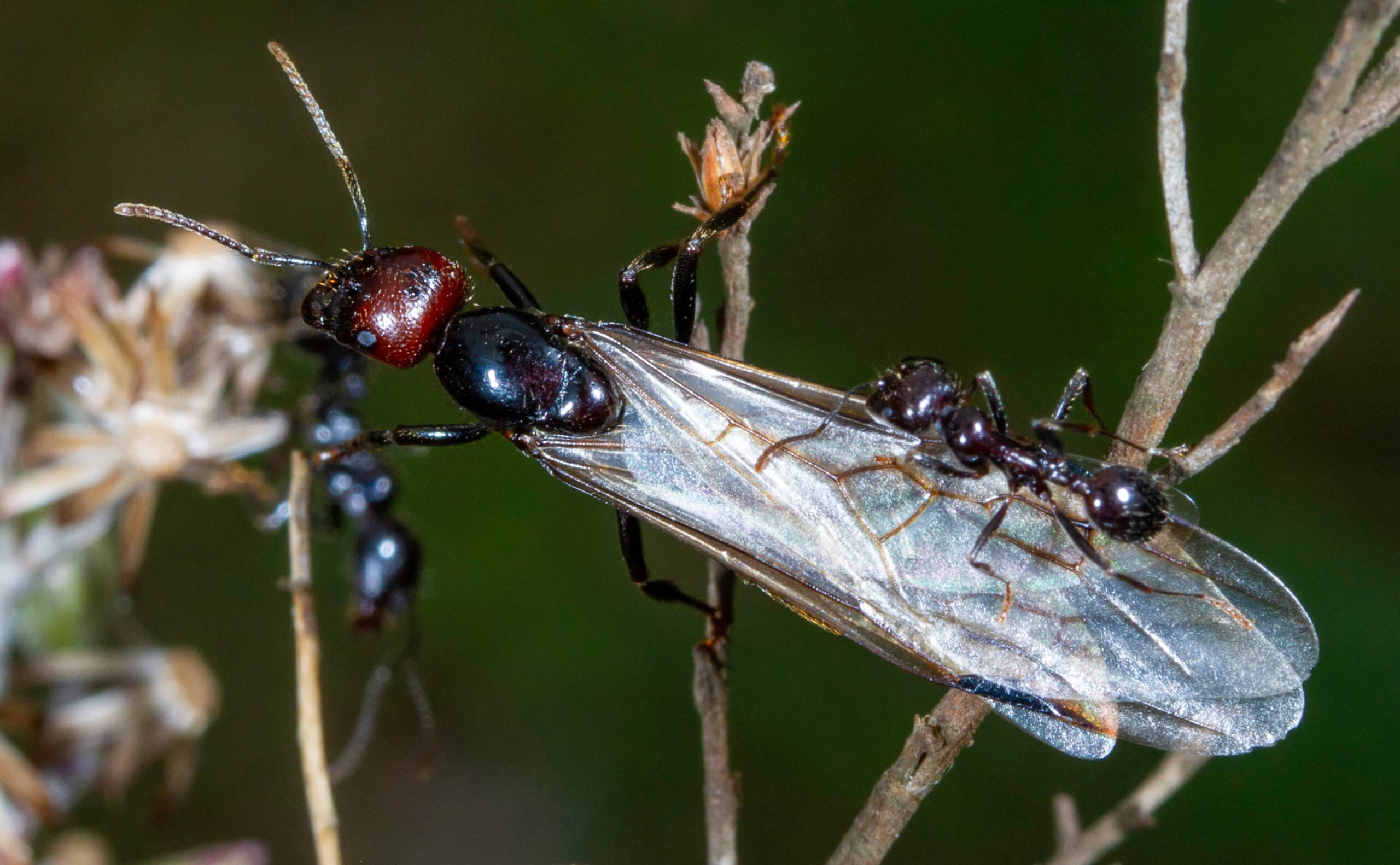 California flying ants