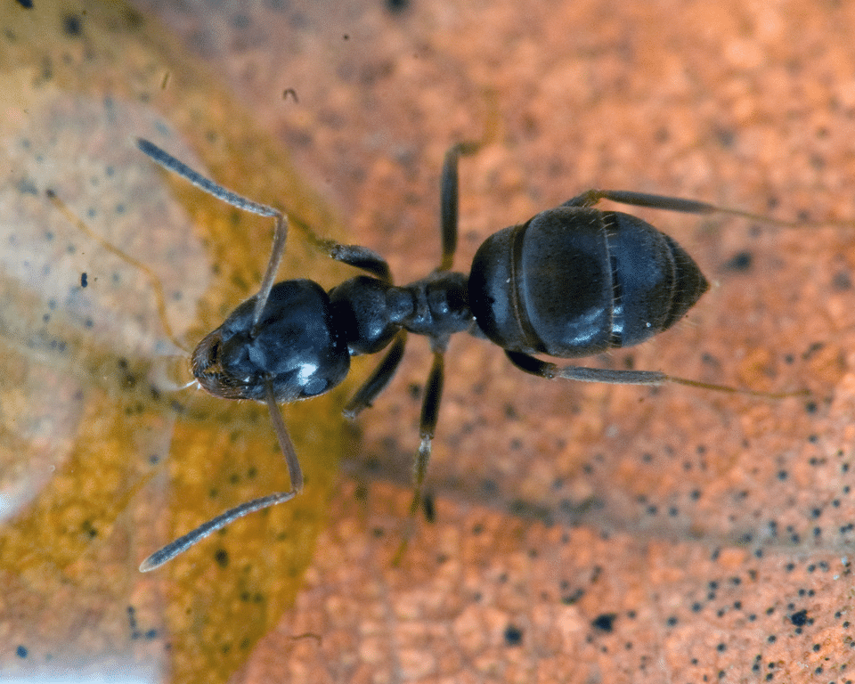 Black ant