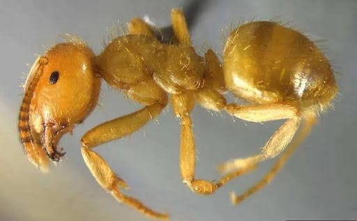 Citronella Ants