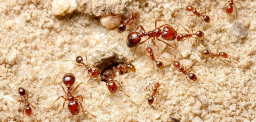 Fire Ants