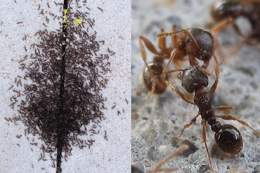 Pavement Ants
