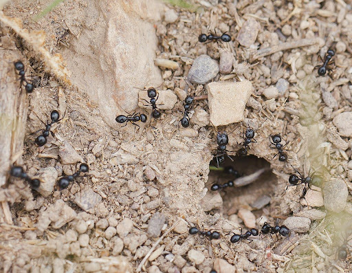 Small Black Ants