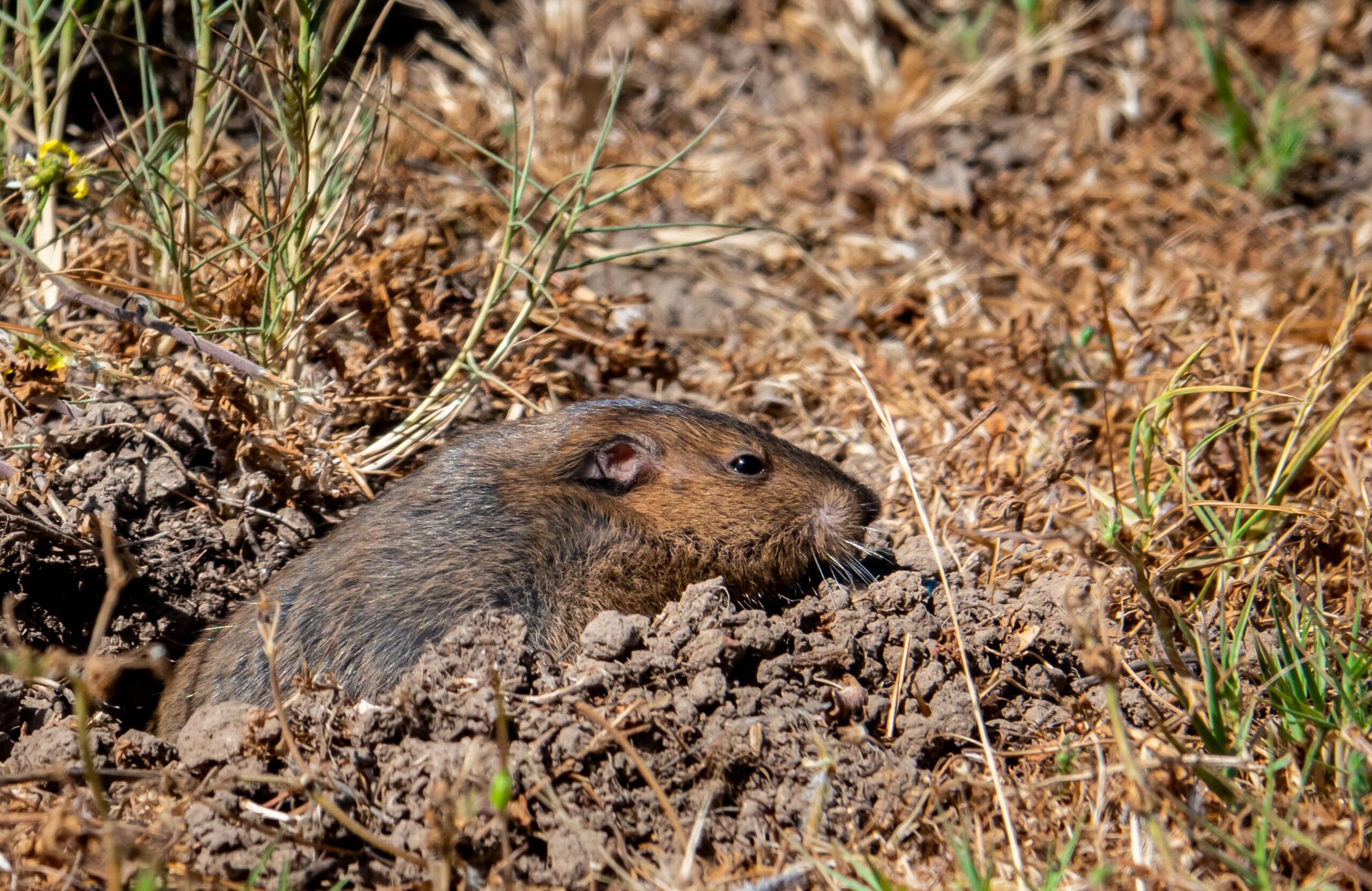 how to get rid of gophers or moles