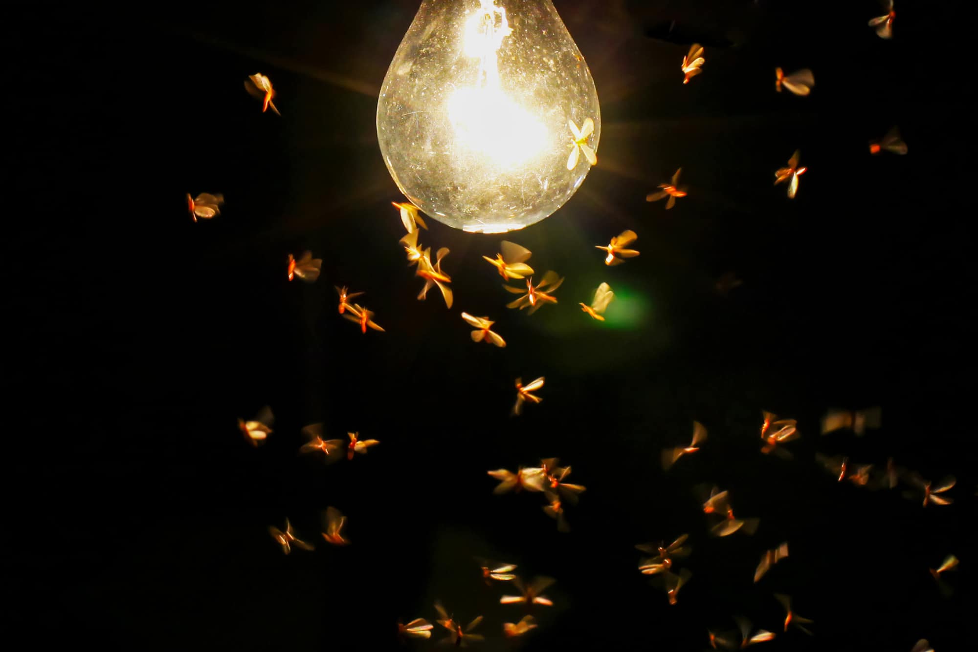 Flying termites in Orange County, CA