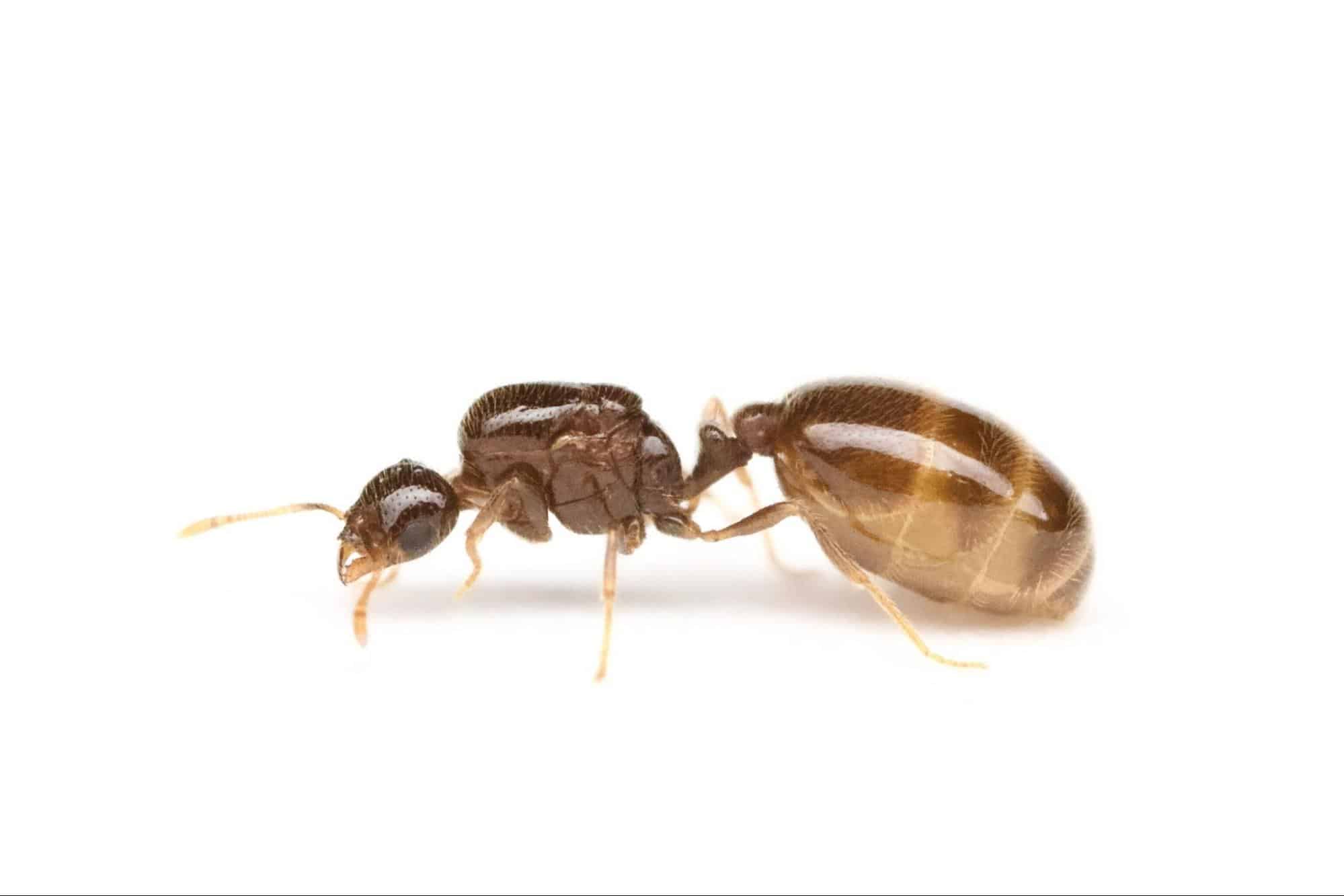 Thief Ants