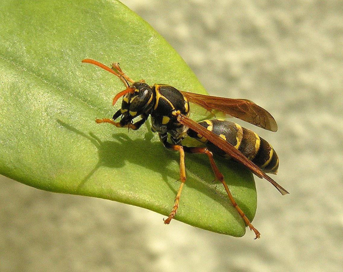 Paper Wasps